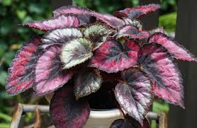 10 jenis tanaman hias daun kecil, cantik dan mudah dirawat brilio.net dipublikasikan 00.02, 28/01 jika daunnya lebar bisa membuat ruangan terasa penuh. 10 Jenis Tanaman Hias Begonia Terlaris Dan Terpopuler Di 2020 Lingkar Madiun
