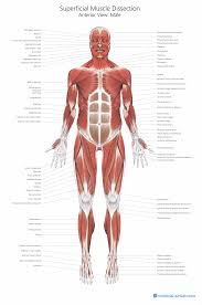 To learn muscle anatomy, there is no difference. Muscle Anatomy Chart Medical Artist Com