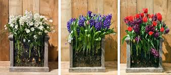 How to grow tulips with pots? Bulb Lasagne Plantings A Feast For The Eyes Farmer Gracy S Blog