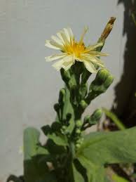 Image result for Lactuca indica