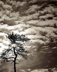 Lone Pine Black And White Landscape Photography Nature Etsy Landscape Photography Nature Black And White Landscape Landscape Photography