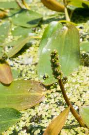 Image result for Potamogetonaceae