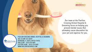 Für viele angebote kostenlose umbuchung und stornierung möglich! Pet Dental Care Riverview Fl Teeth Cleaning Tartar Removal