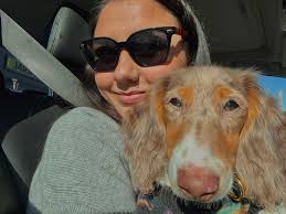 I'm currently looking for a reputable breeder/owner with a male Dachshund  to breed with my female. She is a Merle coat, in between short and long  hair, and just over 1 year