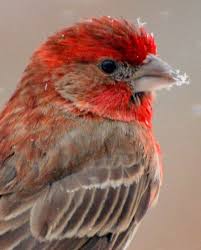 Brown Bird With Red Patch On Back Of Head House Finch Close Up By Barnsis Redbubble Backyard Birds Finches Bird Beautiful Birds