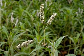 Image result for Persicaria barbata