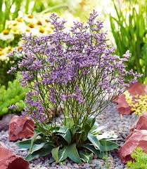 Blauer Strandflieder Limonium Top Qualitat Baldur Garten