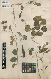 Image result for Cynanchum obtusifolium