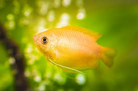How to tell if an angelfish is male or female. Dwarf Gourami Care Guide Colors Tank Mates And More Everything Fishkeeping