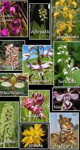 Image result for Eulophia galeoloides