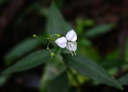 Image result for Aneilema