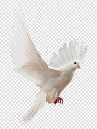 حمامة بيضاء تحمل ورقة التوضيح ، columbidae الكتاب المقدس المسيحية ، حمامة, أبيض, ورقة png. Ø­Ù…Ø§Ù…Ø© Ø¨ÙŠØ¶Ø§Ø¡ ØªØ­Ù…Ù„ ÙˆØ±ÙˆØ¯ ØµÙˆØ± Ø·ÙŠÙˆØ± Ø­Ù…Ø§Ù… Ø¬Ù…ÙŠÙ„Ø© Ø¬Ø¯Ø§ Ø¬Ø¯Ø§