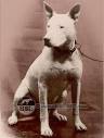 Old English Terrier | Dog Wiki | Fandom