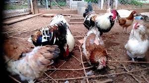 Maybe you would like to learn more about one of these? Happy Salmon Faverolle Roosters And Hens Heritage Breed Chickens Youtube
