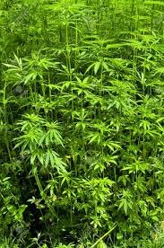 Download our free software and turn videos into your desktop wallpaper! Green Industrial Hemp Or Marijuana Plants Stock Photo Picture And Royalty Free Image Image 14655150