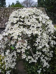 A recipient of the prestigious rhs award of garden. Clematis Montana F Grandiflora Http Www Missouribotanicalgarden Org Gardens Gardening Your Garden Plant Finder Clematis Plants Clematis Montana Urban Garden