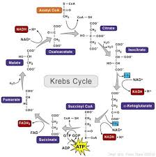 Pin On Krebs Cycle