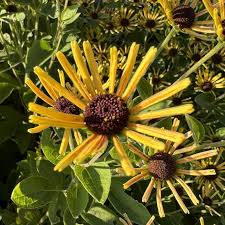 Image result for Renealmia susanneae-katziae