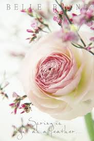 Pin By Delphinium On Bring Me Flowers Beautiful Flowers Pretty Flowers Flowers