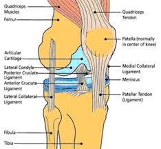 Be due to wear and tear of joints over a period of time with no real injury mechanism. Applied Anatomy Of Knee Joint Epomedicine