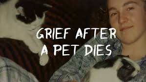 Grieving and Coping Through Pet Loss