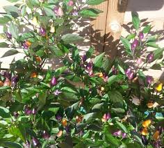 Боливиан рейнбоу острый перец (bolivian rainbow). Bolivian Rainbow Chilisamen Bestellen Chili Shop24 De