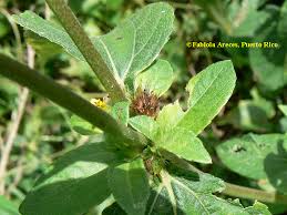 Image result for Synedrella nodiflora