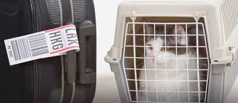 We specialize in summer pet travel, even from the hottest states such as arizona, texas, hawaii and florida, during the hottest months. Pet Relocation To Abu Dhabi Permit Documents Fees More Mybayut