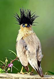 Pin By Terri Walters On Passaros Aves De Todas Especies Birds Animals Funny Birds Pet Birds