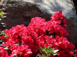 Azalee schneiden so einfach gelingt das zuruckschneiden. Japanische Azalee Maruschka S Rhododendron Obtusum Maruschka Baumschule Horstmann