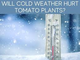 Check spelling or type a new query. Is 40 Degrees At Night Too Cold For Tomatoes Greenhouse Today
