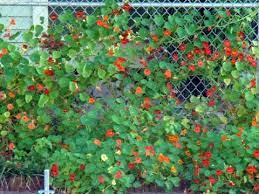 Nasturtiums Close Up Nasturtium Backyard Garden Landscape Garden Inspiration