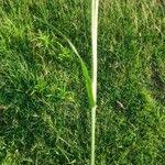 Image result for Digitaria eriantha