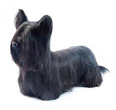 Skye Terrier Dog Breed Information Purina Contact the dog breeders below for skye terrier puppies for sale. skye terrier dog breed information purina