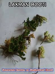 Ali Baba Selani Herbs Ali Baba Cannibas