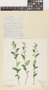 Image result for Habenaria tentaculigera