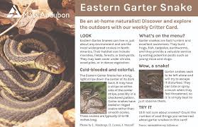 Be careful around all snakes—but non venomous snake bites aren't painful; Critter Card Garter Snakes Not Garden Snakes The Flats