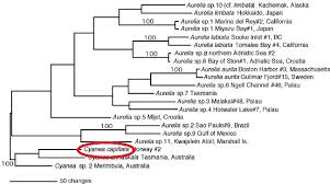 cyanea capillata classification