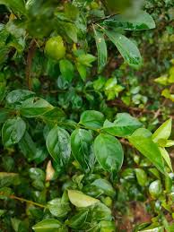 Image result for Canthium