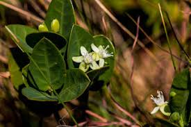 Image result for Basananthe sandersonii