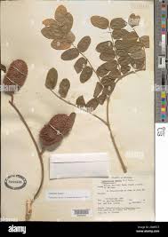 Image result for Guilandina bonduc