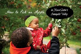 Airport pick up additional charge. How To Pick An Apple In Nova Scotia S Annapolis Valley Family Fun Halifax