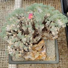 Image result for Monsonia senegalensis