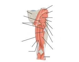 Pain in the hamstring region can actually originate from the lower back, sacroiliac joints or muscles of the buttocks such as. Game Statistics Posterior Thigh Muscles