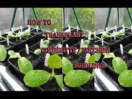 Since zucchini have long roots, be sure your soil is loose and not compacted. How To Transplant Courgette Zucchini Seedlings Youtube