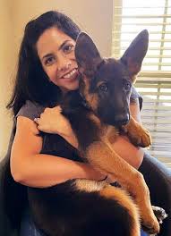 High quality german shepherd puppies for sale in texas, gsd, puppy, adoption, training, german, shepherd, puppies, dallas, texas, world class dogs, dallas German Shepherd Breeders In Texas Gsd Puppies For Sale Fleischerheim Breeding Associates