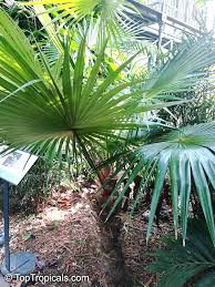 Image result for Coccothrinax