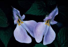 Image result for Impatiens cecilii