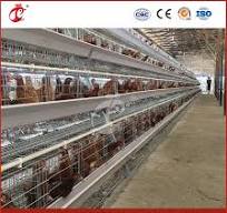 Bestchickencage a Type Pullet House Breeder Cage China Raised Baby Chicken  Coop Supplier OEM Customized Centrally Adjust Waterline Design Pullet Eggs  ...