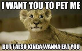 Pin By Catpowell91 On Lmao Zoo Animals Funny Animals With Captions Funny Animals Funny Animal Pictures